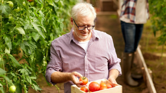 Licopeno y envejecimiento cognitivo: la conexión del tomate